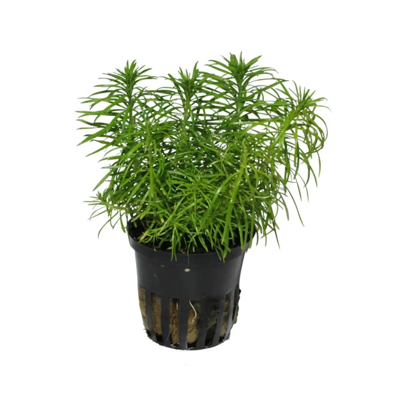 Tropica Akvarieplante i potte Pogostemon deccanensis